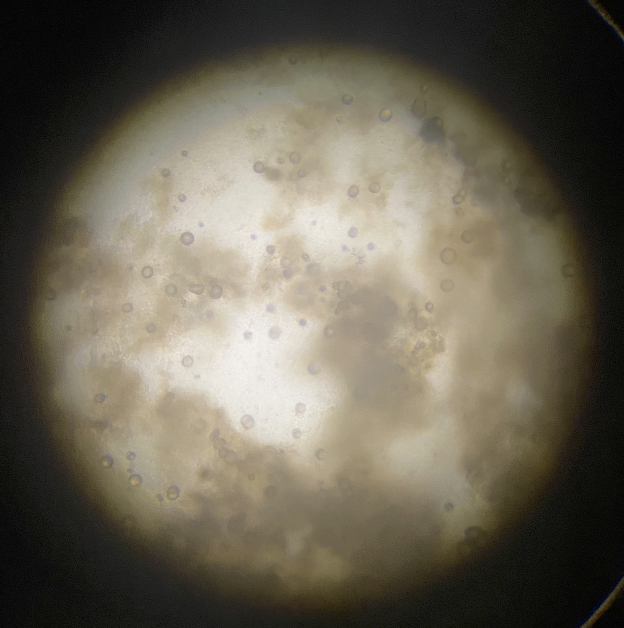 Bacteria growth after 3 days,pseudoalteromonas atlantica